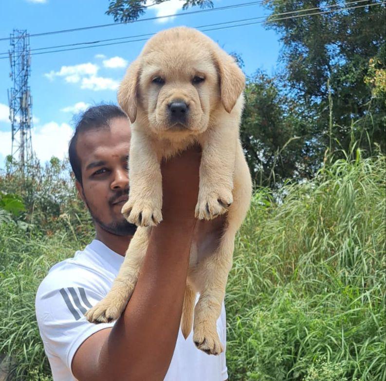 Buy labrador retriever male & female puppies from hyderabad.
