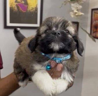 Get charming lhasa apso puppies from hyderabad at best quality.