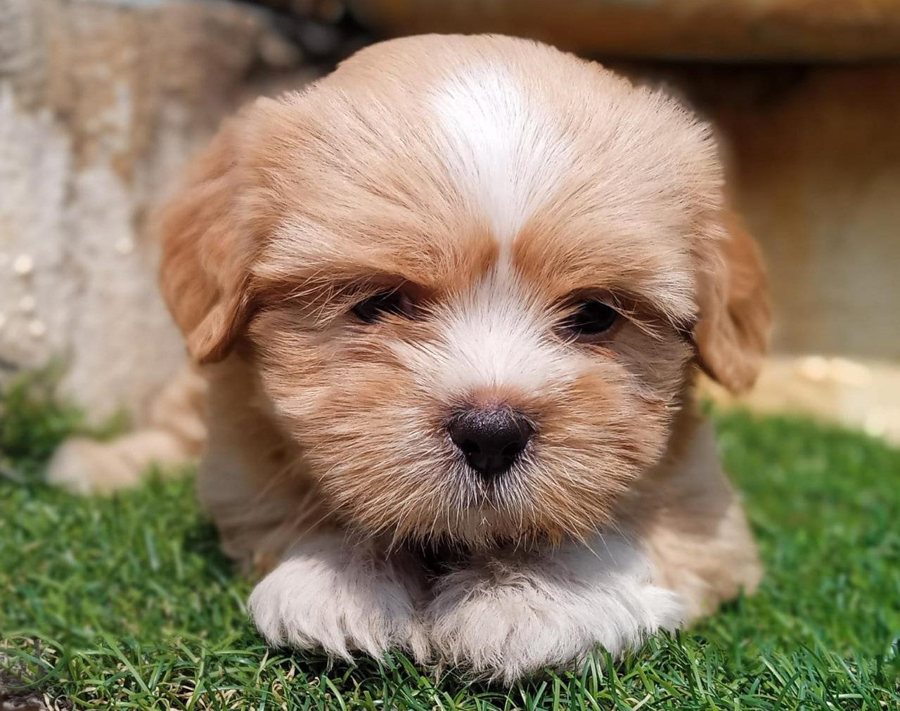Loyal Lhasa Apso Puppy Available In Bangalore