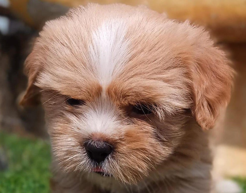 Loyal Lhasa Apso Puppy Available In Bangalore