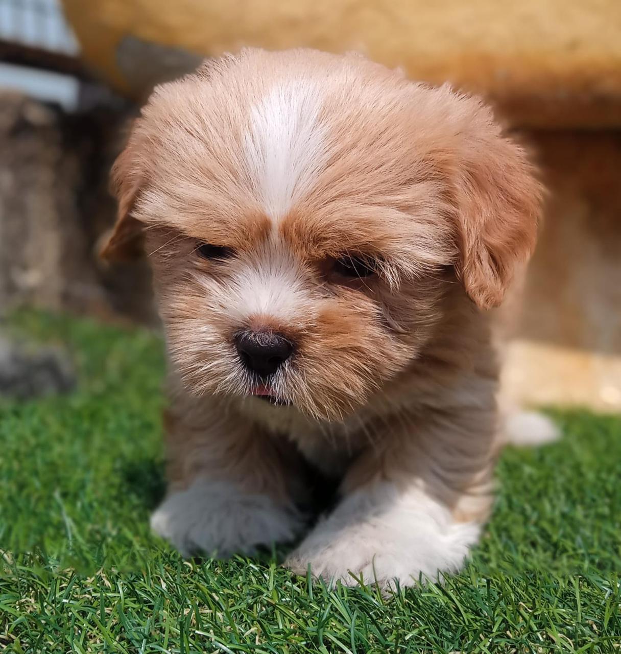 Loyal Lhasa Apso Puppy Available In Bangalore