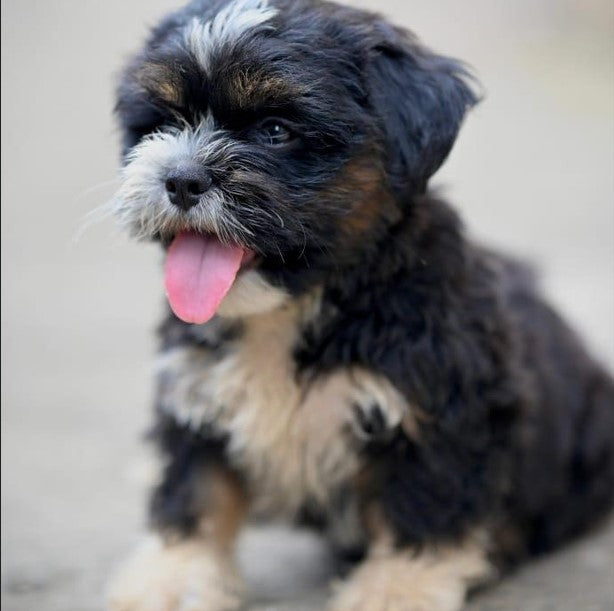 Buy small lhasa apso puppies from hyderabad at affordable price.
