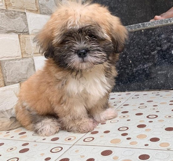 Purchase protective lhasa apso puppy at best price from hyderabad.