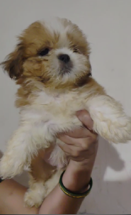 Purchase Female Lhasa Apso Puppies Available For Sale.