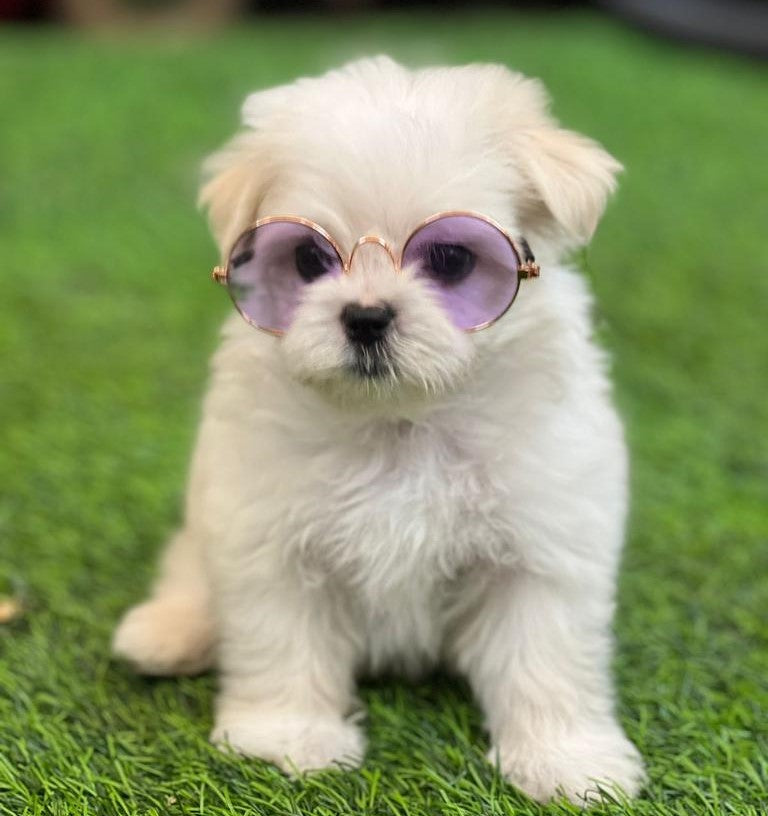Get maltese puppies at premium quality at best price from hyderabad.