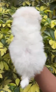 Fluffy Maltese Puppy Available In Bangalore.
