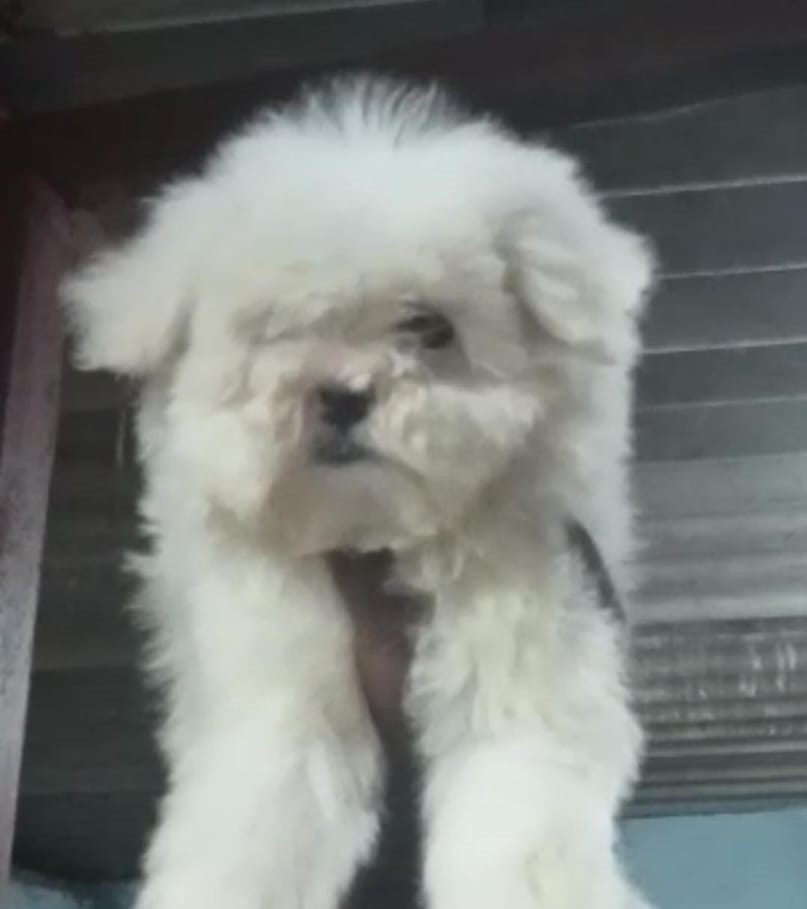 Male & Female Maltese Puppies Available For Sale In Delhi.