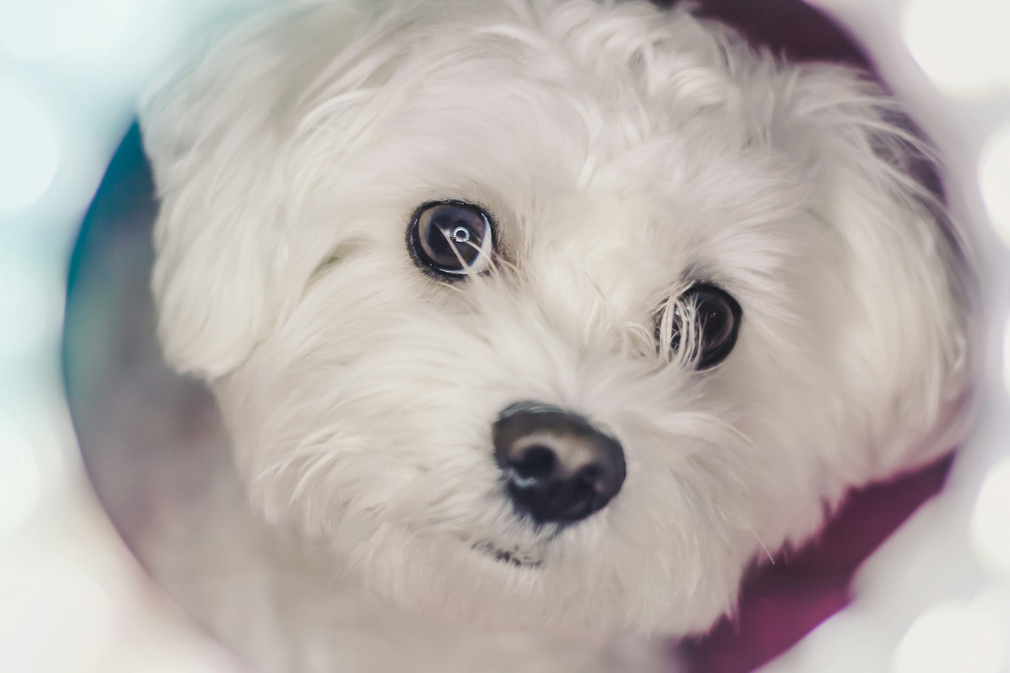 White Coat Maltese Puppy Available For Sale.