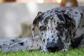Majestic male & female great dane puppies at affordable price.