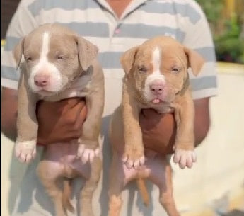 Tan Colored Pitbull Male & Female Puppies Available For Sale In Goa.