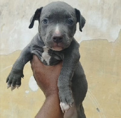 Purchase Male Pitbull Puppy From Pune Online.