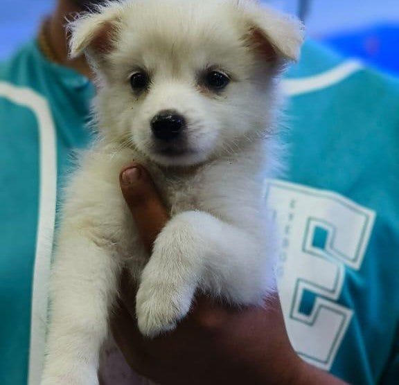 Purchase Male Pomeranian Puppies Available For Sale.
