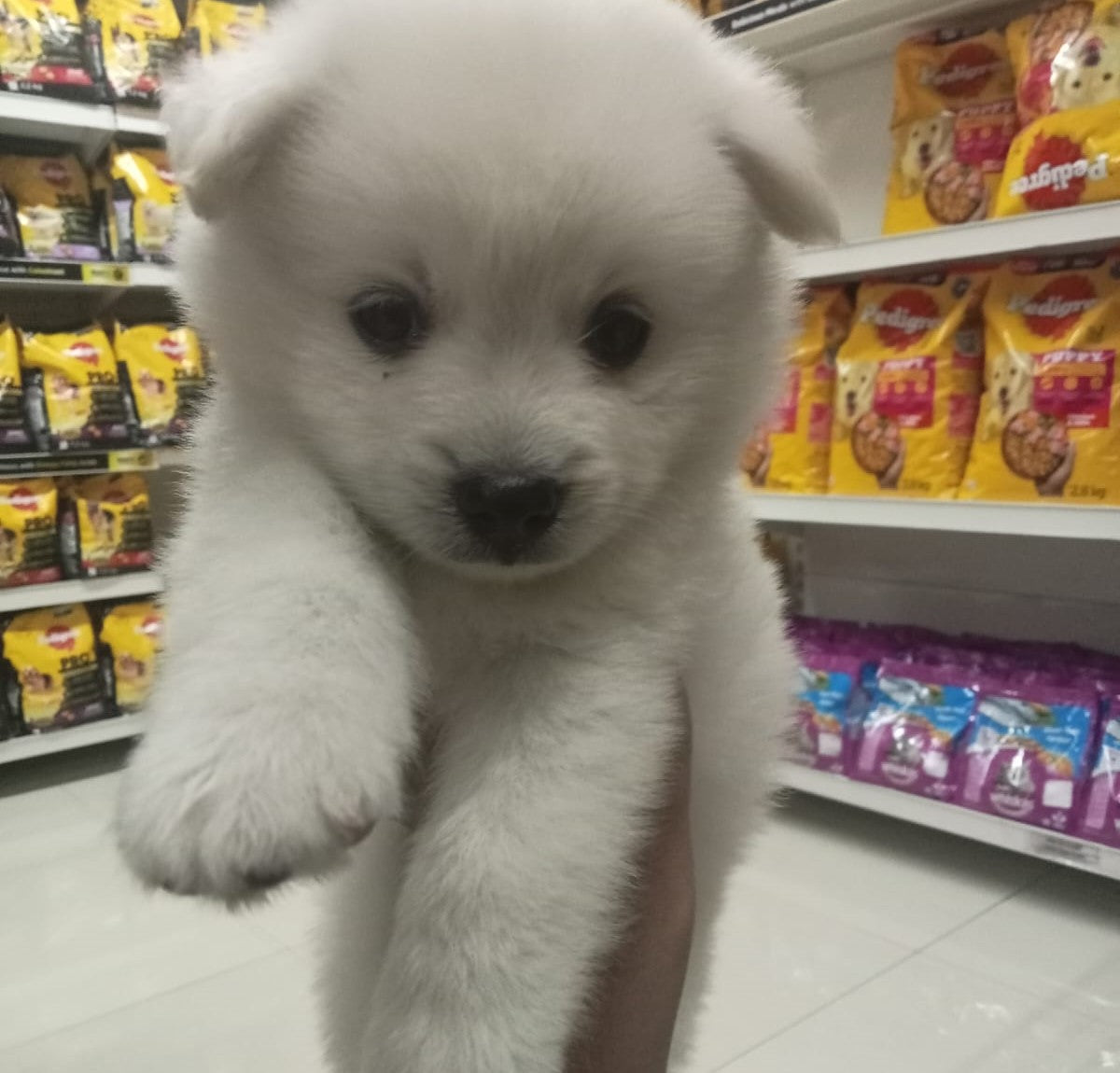 Buy Male & Female Pomeranian Puppies Available For Sale.