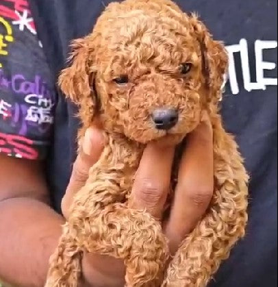Purchase intelligent poodle puppies from hyderabad at best price.