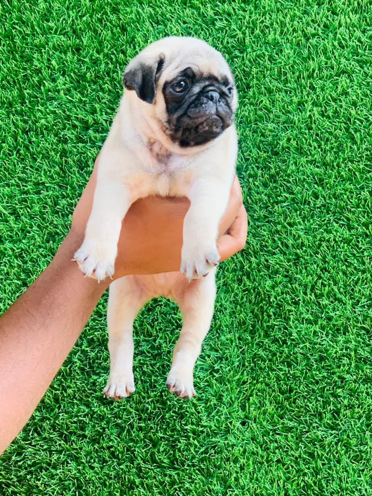 Mischievous Pug Puppy Available In Bangalore.