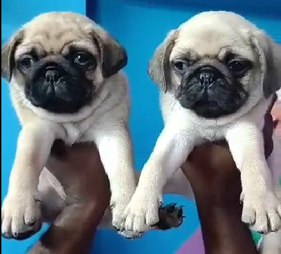 Get pug male & female puppies available for sale in hyderabad.