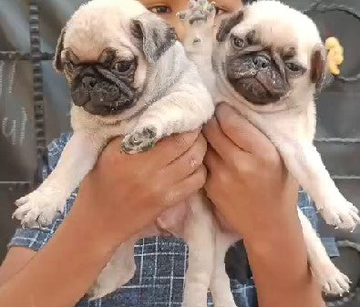 Purchase intelligent pug puppies for sale in hyderabad.