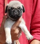 Buy pug puppies from hyderabad at best price.