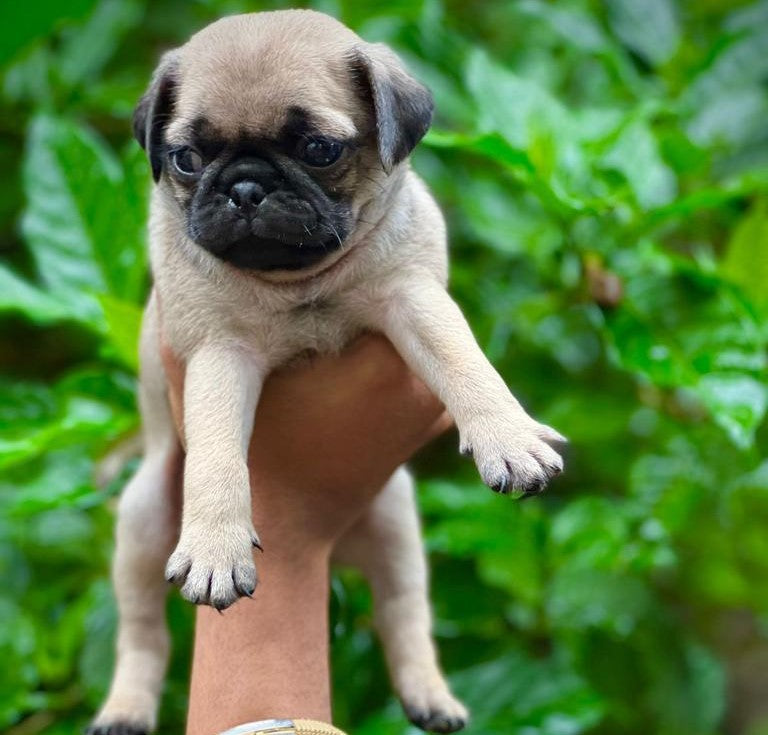 We have Male Pug Puppies Available For Sale In Chennai.