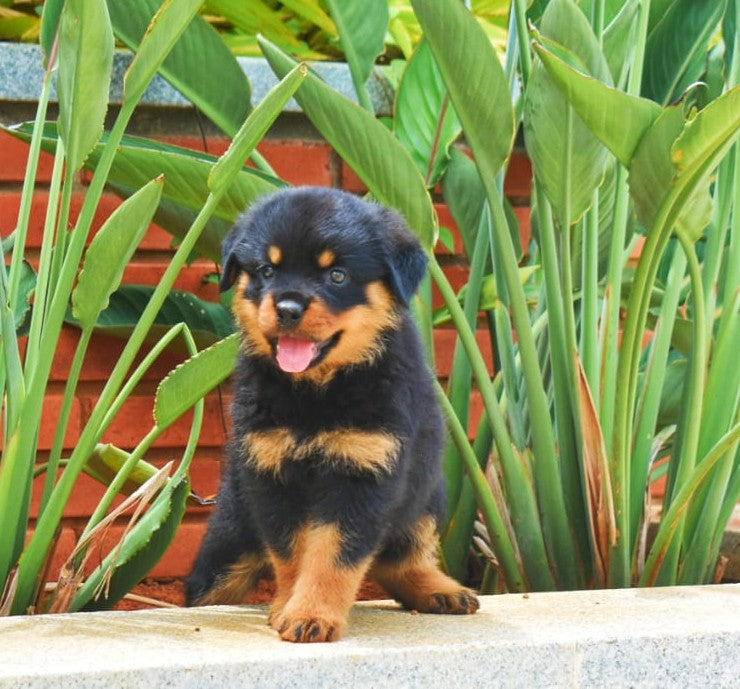 Buy Rottweiler male & female puppies from jaipur at best quality.