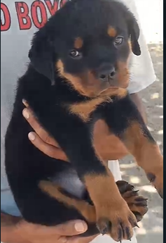 Protective Rottweiler Puppy Available In bangalore.