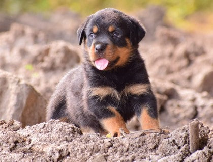 We have intelligent rottweiler puppies from hyderabad at premium quality.