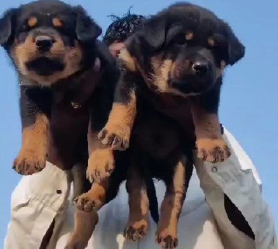 Get strong male rottweiler puppies at your city hyderabad.