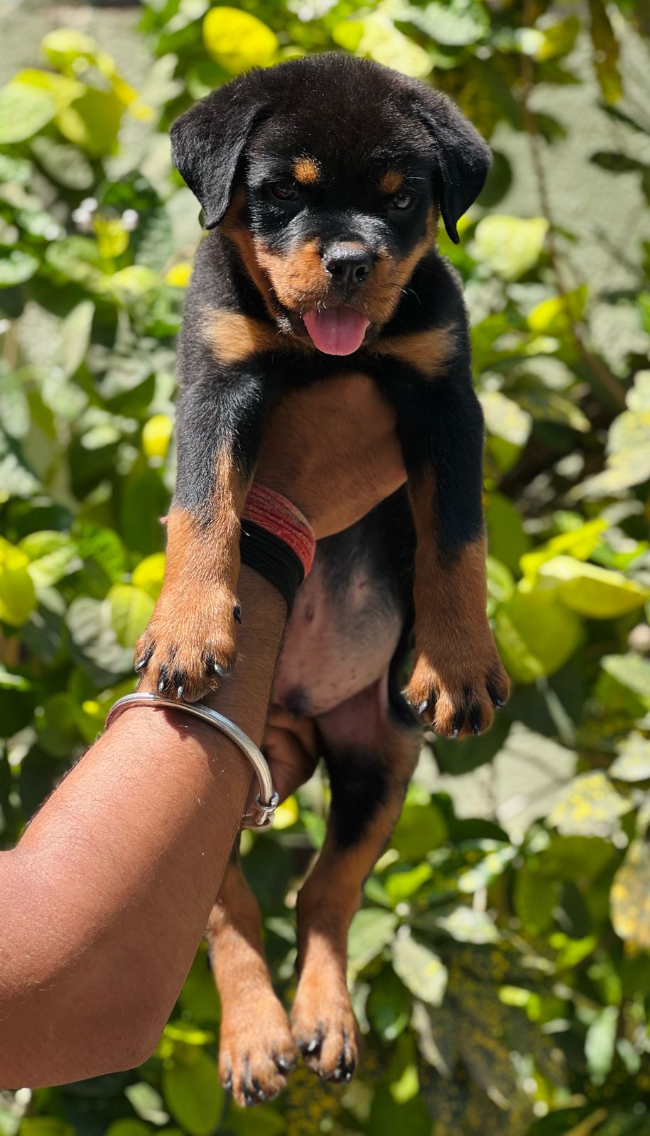 Muscular Rottweiler Puppy Available In Pune.
