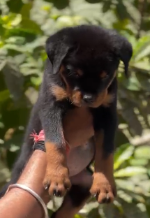 Muscular Rottweiler Puppy Available In Pune.