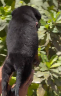 Muscular Rottweiler Puppy Available In Pune.