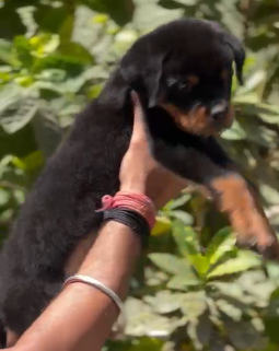Muscular Rottweiler Puppy Available In Pune.