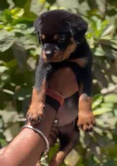 Muscular Rottweiler Puppy Available In Pune.