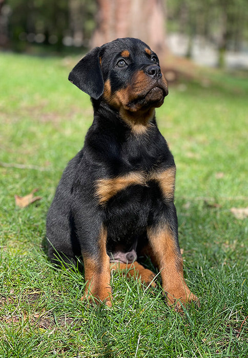 Rottweiler – Dog Breeder Bangalore