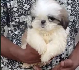 Shih tzu male & female puppy available for sale in hyderabad.