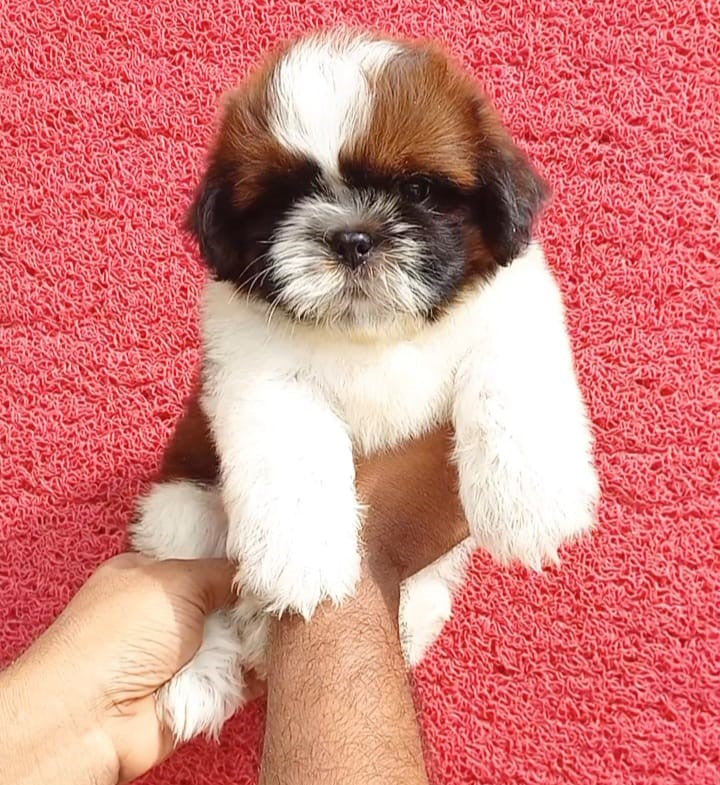 Buy shih tzu puppies from hyderabad at best quality .