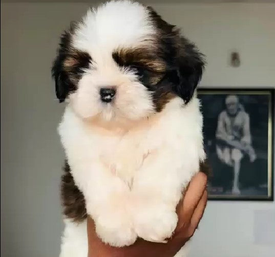 Shih tzu male & female puppy available for sale in jaipur.