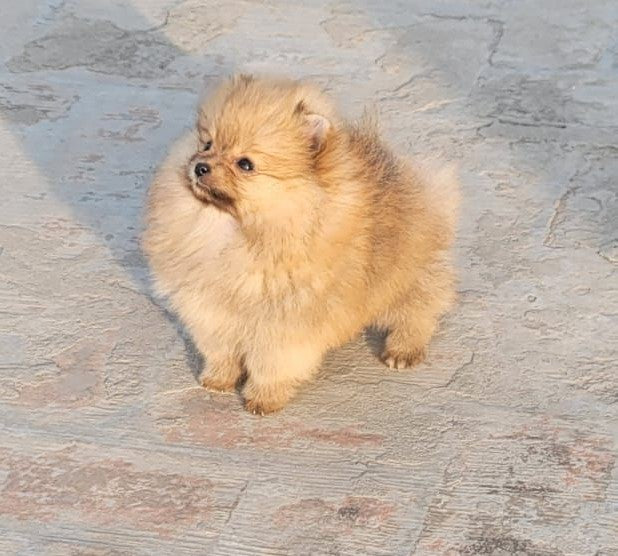 Purchase Fawn Colored Male & Female Toy Pomeranian Puppies Available For Sale In Ahmedabad.