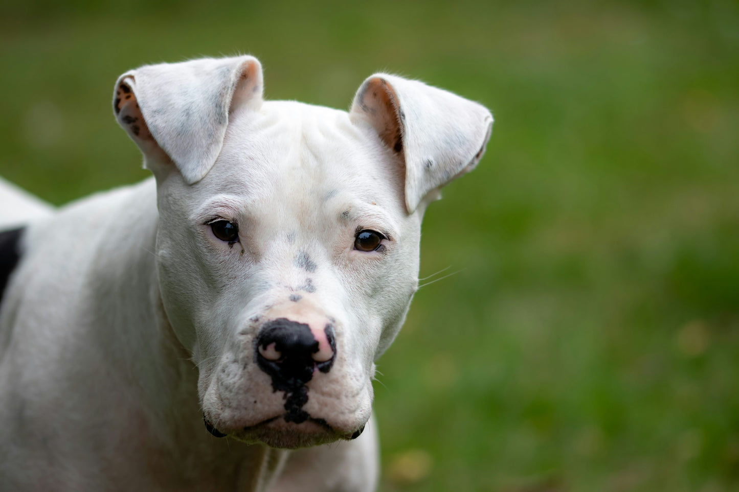 Energetic Pitbull Puppies Available For Sale.