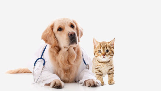 Know about your pet health blog