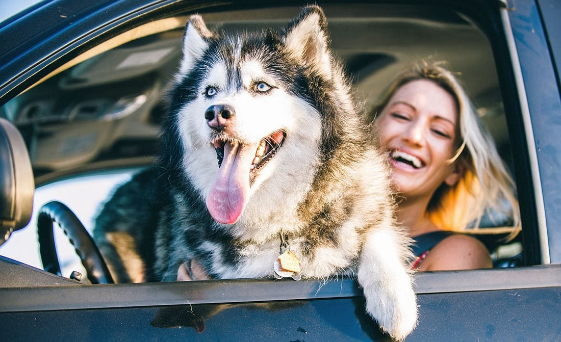 How to travel with your pets.. blog