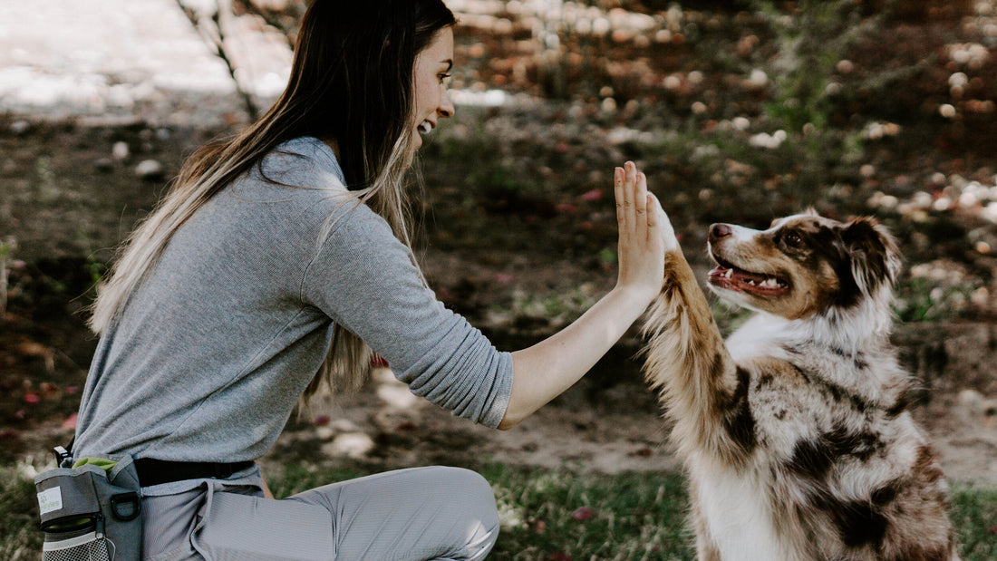 training your pet blog.