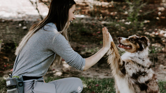 training your pet blog.