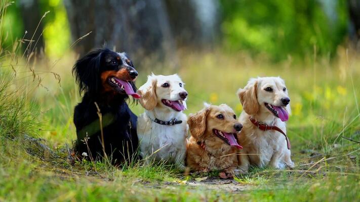 Which breed you have to choose as your pet blog
