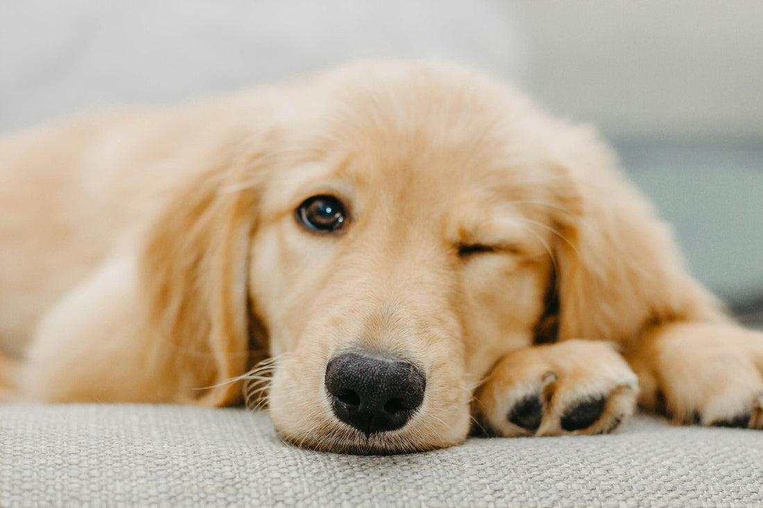 Golden Retriever in an Apartment: What You Really Need to Know?