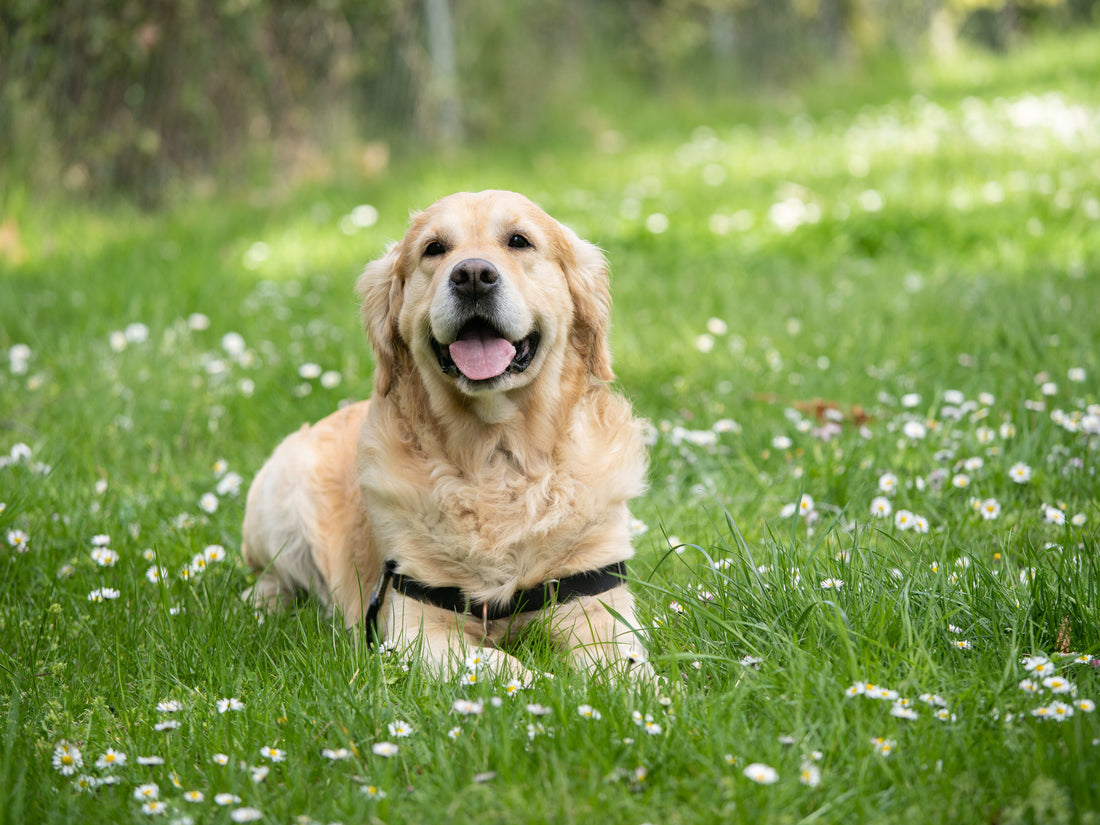 Labrador Retriever as an Apartment Dog: Is It the Right Choice?