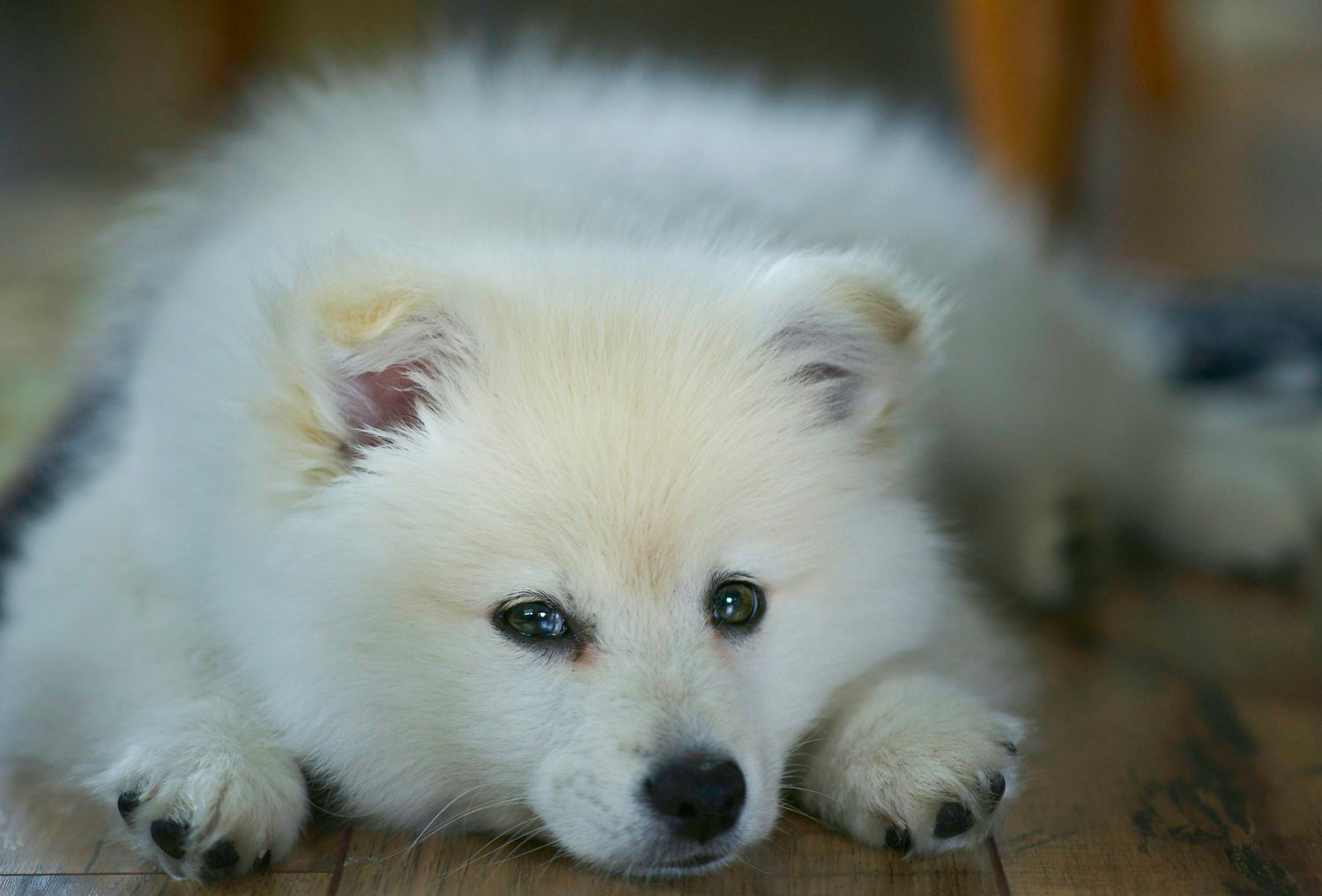 Pom Or Indian Spitz Puppies Available For Sale In Delhi.