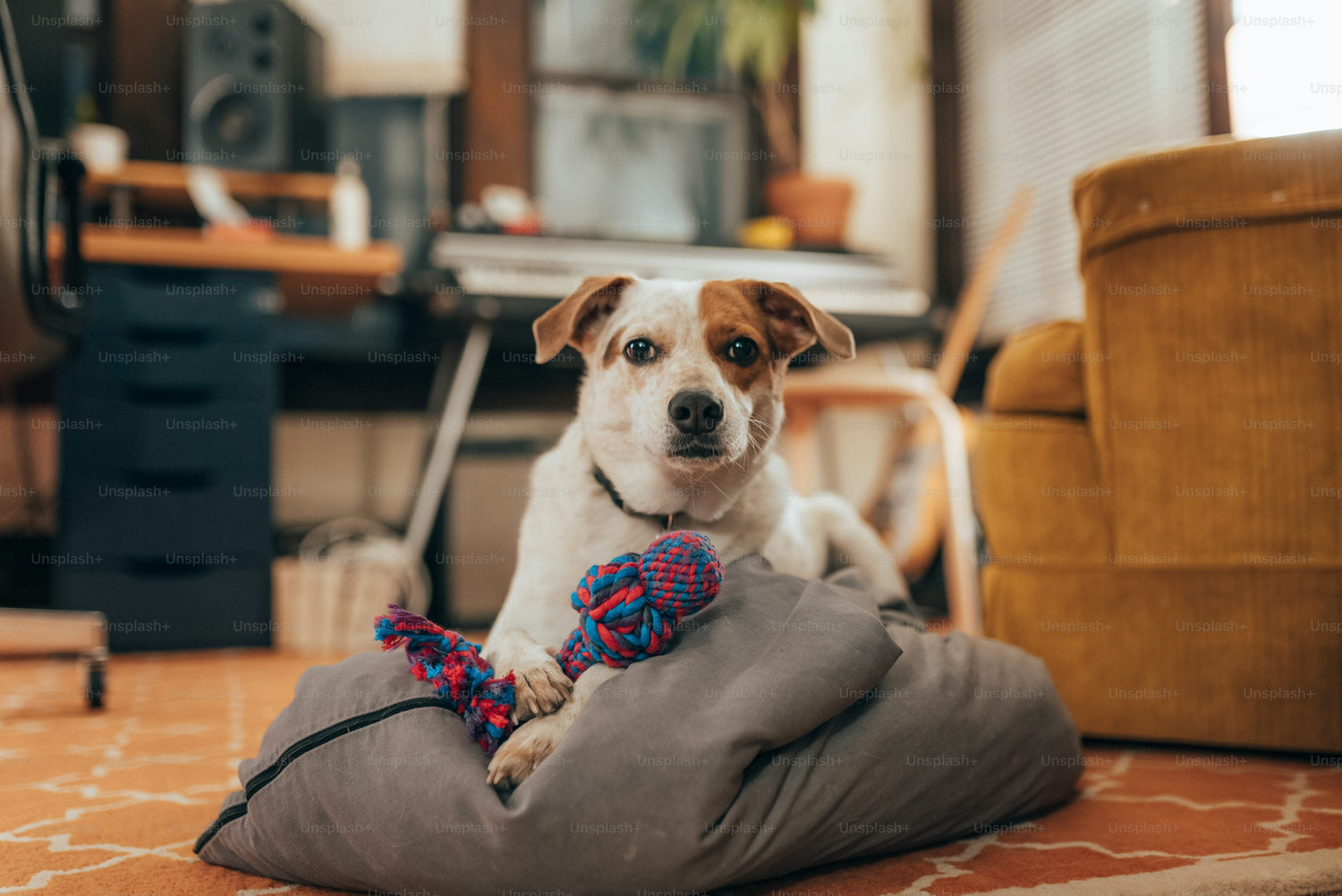 Apartment Dogs