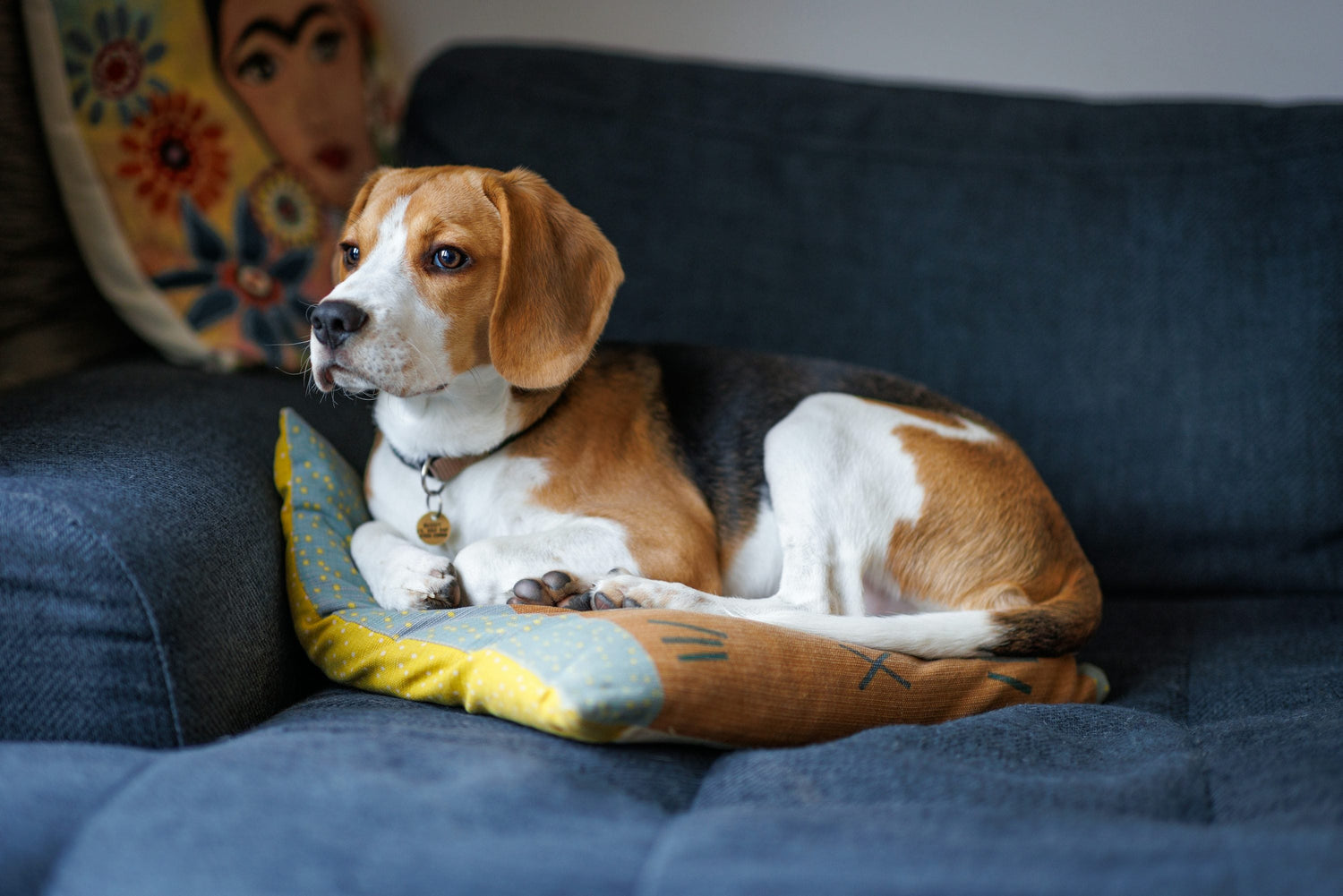 Purchase Male Beagle Puppies Available For Sale In Ahmedabad.