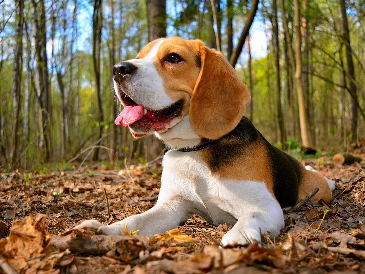 Beagle Puppies Available For Sale In Bangalore.