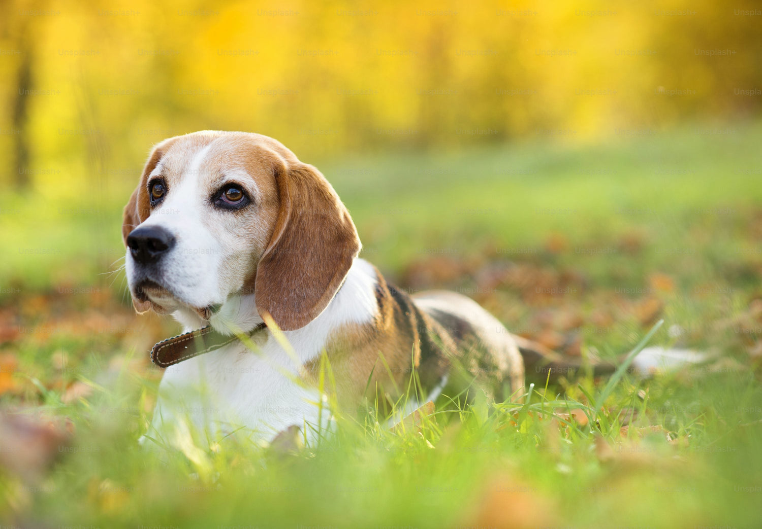 Beagle Puppies Available For Sale In Delhi.